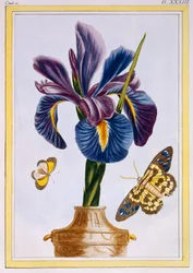 Gemeine Schwertlilie mit Schmetterlingen, ca. 1776